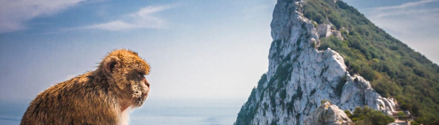 Monkey and Rock of Gibraltar.